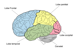 Cerveau et les lobes